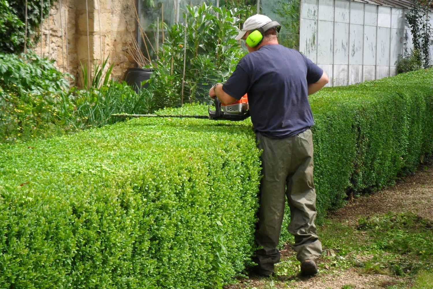 <span style="font-weight: bold;">формирование кустов и живой изгороди</span>